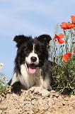 BORDER COLLIE 425